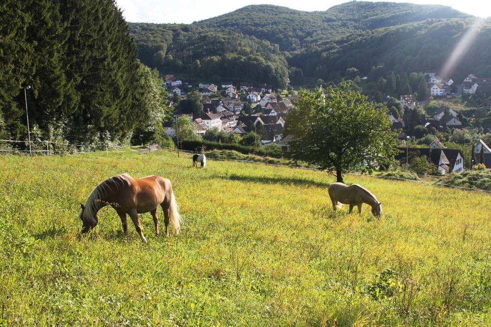 Zwei Pferde auf der Weide über dem Dorf